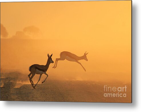 Splendor Metal Print featuring the photograph Springbok - African Wildlife Background by Stacey Ann Alberts