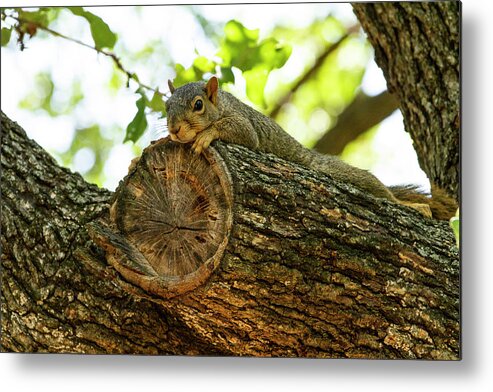 Squirrel Metal Print featuring the photograph Squirrel with a view by Jason Hughes
