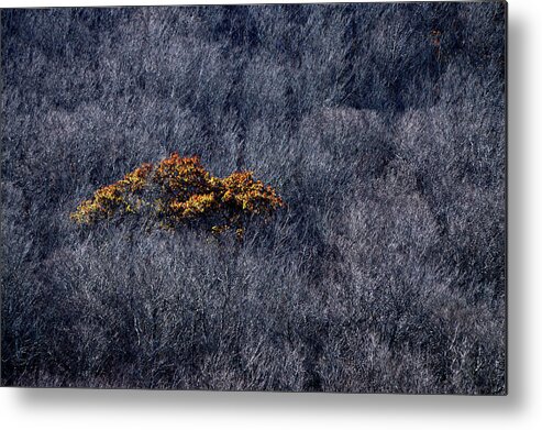 Color Metal Print featuring the photograph Stand Out by Lisa Burbach