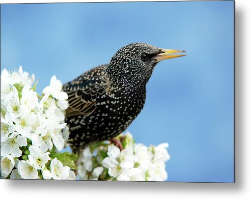 Songbird Metal Print featuring the photograph Star In Springtime by Schnuddel