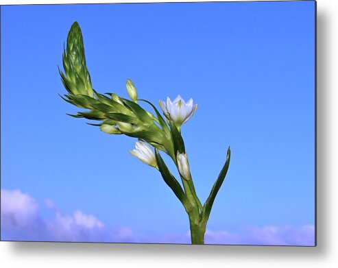  Star Of Bethlehem Metal Print featuring the photograph Star Of Bethlehem. by Terence Davis