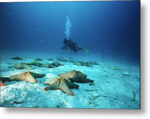 Tranquility Metal Print featuring the photograph Starfish On Seabed With Scuba Diver In by Fiona Mcintosh