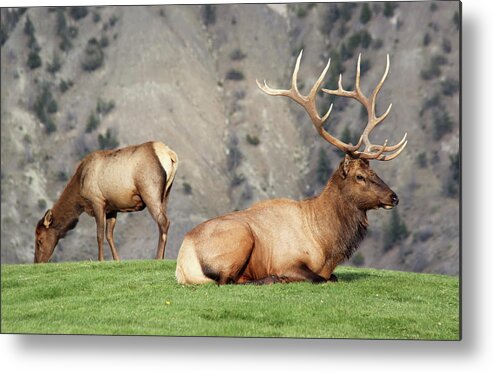 Elk Metal Print featuring the photograph Stately Repose by Bari Rhys