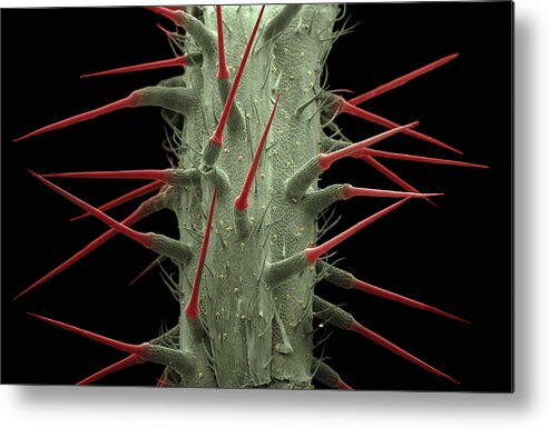 Alternative Medicine Metal Print featuring the photograph Stinging Nettle, Sem by Ted Kinsman