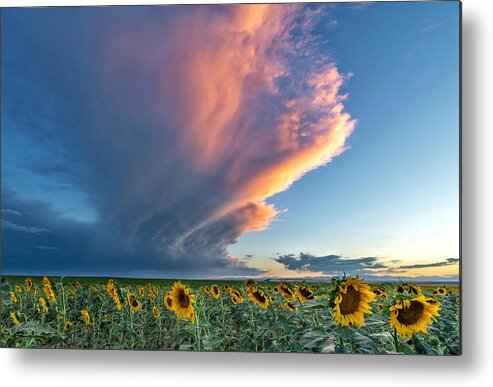 Storm Clouds Metal Print featuring the photograph Storm Clouds and Sunflowers by Rand Ningali