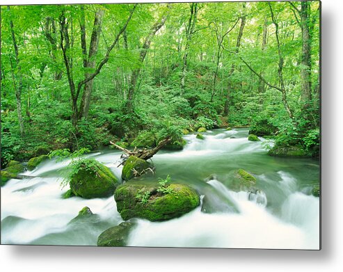 Aomori Prefecture Metal Print featuring the photograph Stream In Woodland by Ooyoo