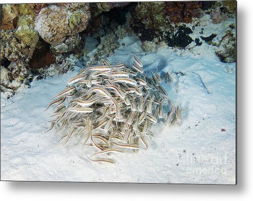 Striped Catfish Metal Print featuring the photograph Striped Catfish Schooling by Alexander Semenov/science Photo Library