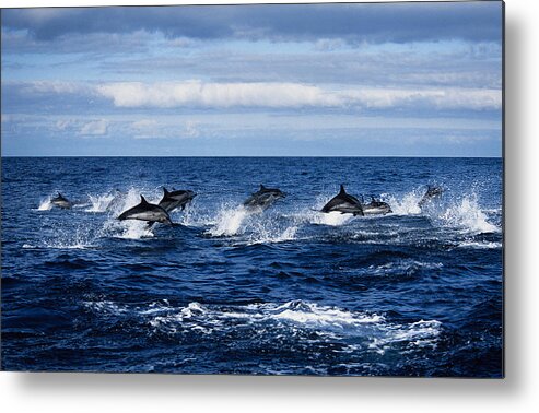 Spray Metal Print featuring the photograph Striped Dolphin,stenella Coeruleoalba by Gerard Soury