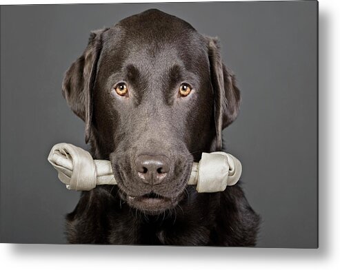One Animal Metal Print featuring the photograph Studio Portrait Of Chocolate Labrador by Justin Paget