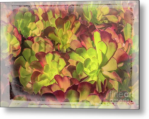 Art Metal Print featuring the photograph Succulents in Sunlight by Roslyn Wilkins
