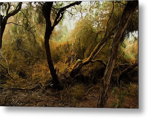 Spooky Metal Print featuring the photograph Sulphur Trees by Photography By Tim Bow
