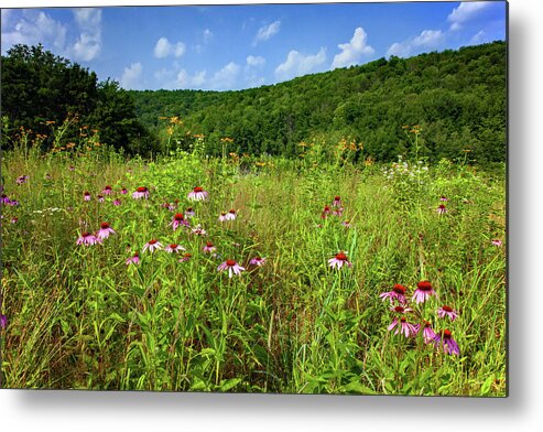 Bloom Metal Print featuring the photograph Summer Wildflower Meadow by Michael Gadomski