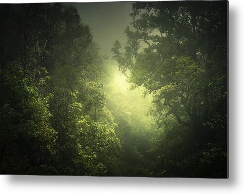 Rainforest Metal Print featuring the photograph Sunburst by Roland Weber