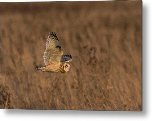 Short Eared Owl Metal Print featuring the photograph Sundown Flyby by Wendy Cooper