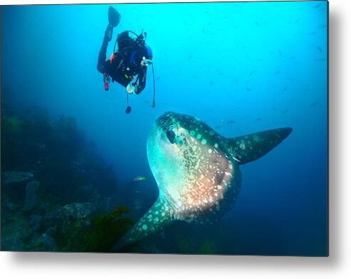 Sunfish Metal Print featuring the photograph Sunfish Whisper by Michal Lindner