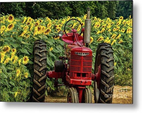 Americana Metal Print featuring the digital art Sunflower 2019 3 by Elijah Knight