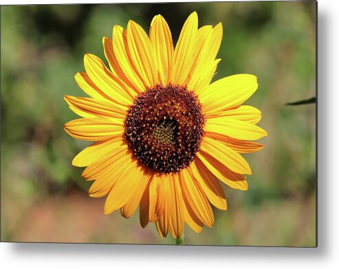 Sunflower Metal Print featuring the photograph Sunflower 8296 by John Moyer