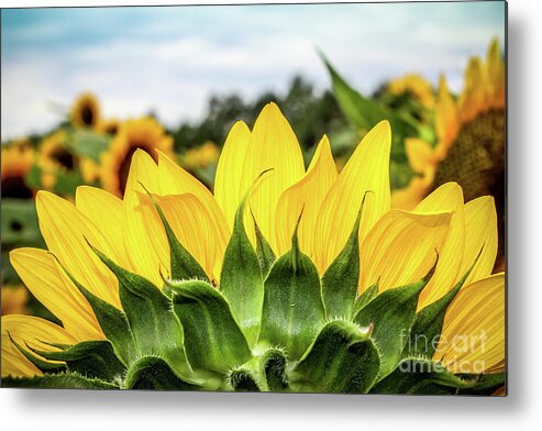 Sunflower Metal Print featuring the photograph Sunflower Burst by Colleen Kammerer