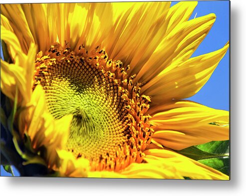 Sunflower Metal Print featuring the photograph Summer Sunflower by Christina Rollo