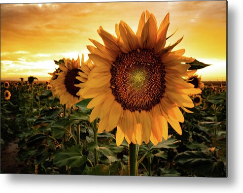 Sunflower Metal Print featuring the photograph Sunflower Sunset by Kevin Schwalbe