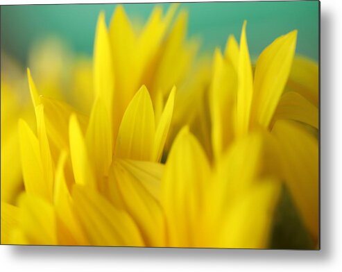 Sunflower Metal Print featuring the photograph Sunflowers 695 by Michael Fryd