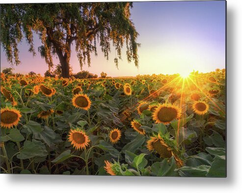 Landscape Metal Print featuring the photograph Sunflowers and a Burst by Laura Macky