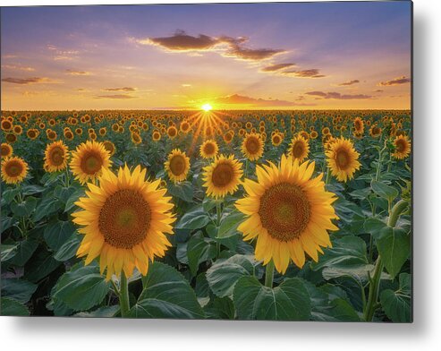 Sunflowers Metal Print featuring the photograph Sunflowers at Sunset by Darren White