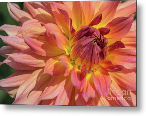 Dahlia Metal Print featuring the photograph Sunkissed Dahlia by Eva Lechner