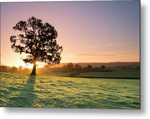 Scenics Metal Print featuring the photograph Sunlight Bursting Through Oak Tree At by Travelpix Ltd