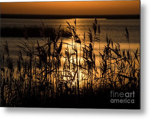 Sunrise Metal Print featuring the photograph Sunrise Bombay Hook NWR by John Greco