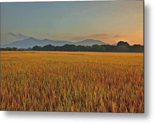 Rice Paddy Metal Print featuring the photograph Sunrise Over Rice Fields by Alexandros Photos