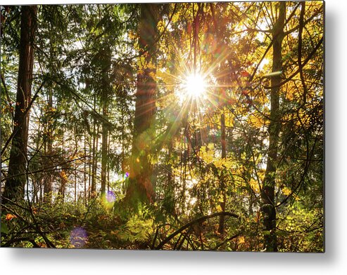 Fall; Autumn; Color; Trees; Forest; Sun; Ray Of Sunshine; Trail; Chuckanut Drive; Washington; Pnw; Pacific North West Metal Print featuring the digital art Sunshine at Whatcom County by Michael Lee