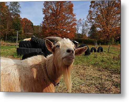 Vermont Metal Print featuring the photograph Sup goat by Toby McGuire