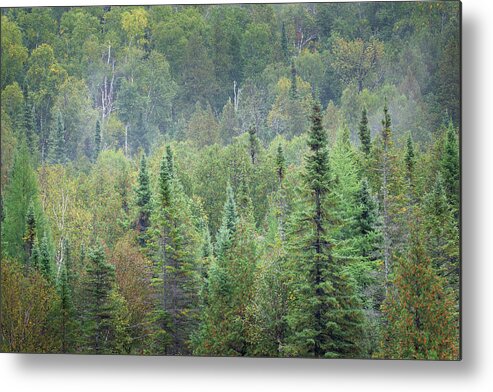 Minnesota Metal Print featuring the photograph Superior National Forest II by Alan Majchrowicz
