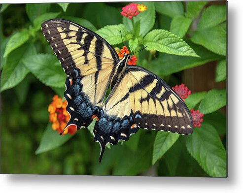Butterfly Metal Print featuring the photograph Swallowtail #3 by Minnie Gallman