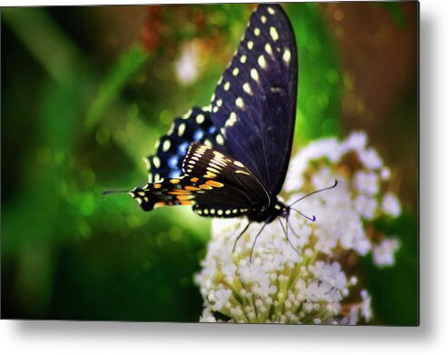 Butterfly Metal Print featuring the photograph Swallowtail Butterfly by Pheasant Run Gallery