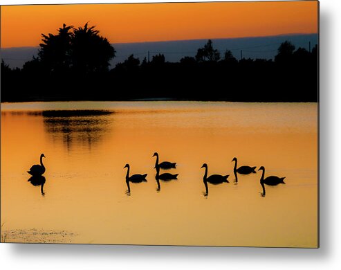 Animal Themes Metal Print featuring the photograph Swan Lake by Images Created With Care And Enthusiam....