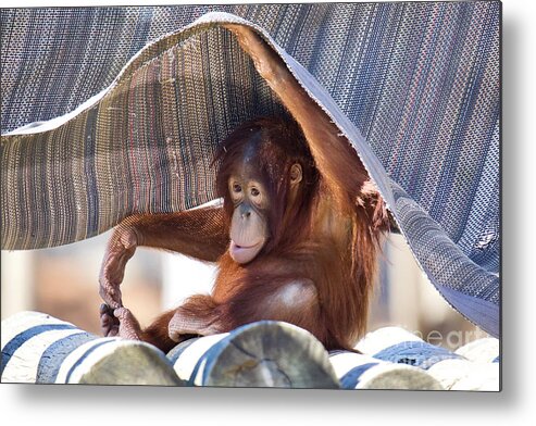 Orangutan Metal Print featuring the photograph Sweet Baby Orangutan by Rachel Morrison