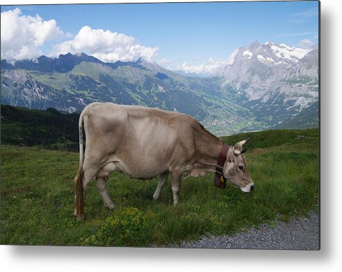 Grass Metal Print featuring the photograph Switzerland by Michio1975