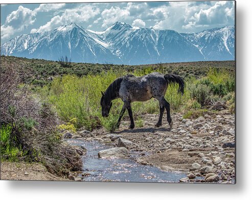 Horse Metal Print featuring the photograph _t__0634 by John T Humphrey