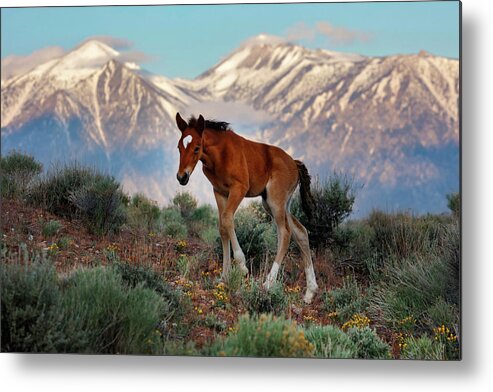  Metal Print featuring the photograph _T__2665Lg by John T Humphrey