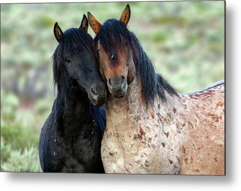  Metal Print featuring the photograph _t__2748 by John T Humphrey