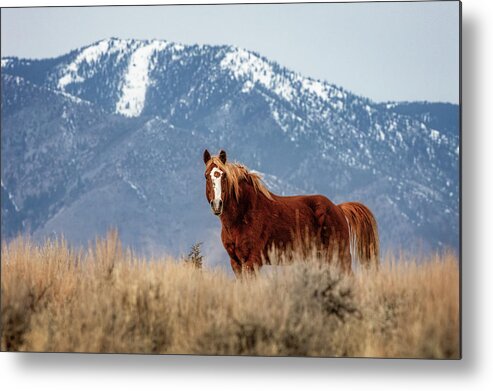  Metal Print featuring the photograph _t__7751 by John T Humphrey