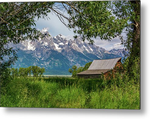 T.a. Moulton Metal Print featuring the photograph T A Moulton Barn Through the Trees by Douglas Wielfaert