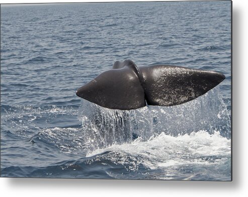 Spray Metal Print featuring the photograph Tail Of A Whale by Lingbeek