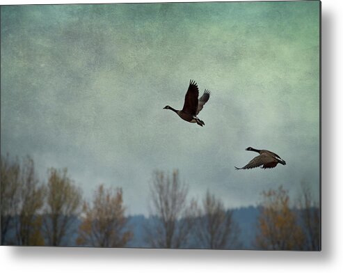 Geese Metal Print featuring the photograph Taking Flight by Belinda Greb