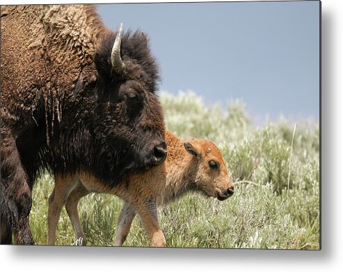 Animal Themes Metal Print featuring the photograph Taking The Lead by Mike Berenson / Colorado Captures