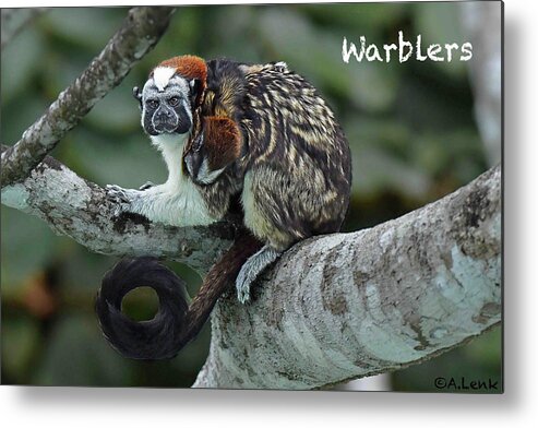 Not Applicable Metal Print featuring the photograph Tamarin Monkey as Title Slide by Alan Lenk