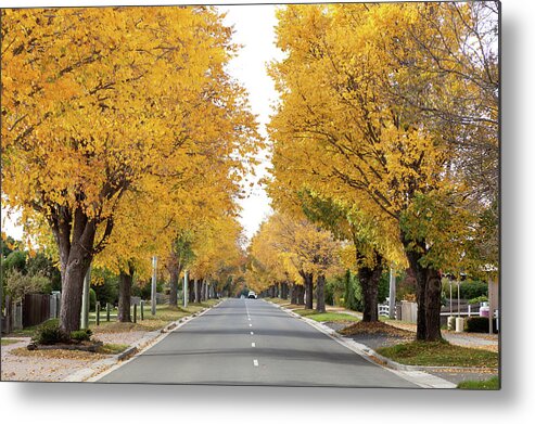 Outdoors Metal Print featuring the photograph Tasmania Autumn Trees And Street Road by Pamspix