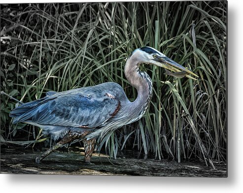 Birds Metal Print featuring the photograph Tasty Treat by Ray Silva